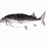 Drehender Fisch